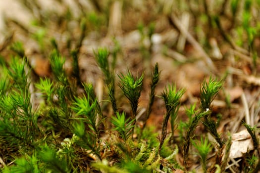 close-up picture about the green moss (macro)