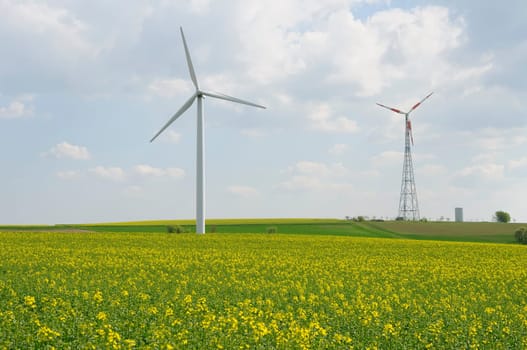 Energy rapeseed fields