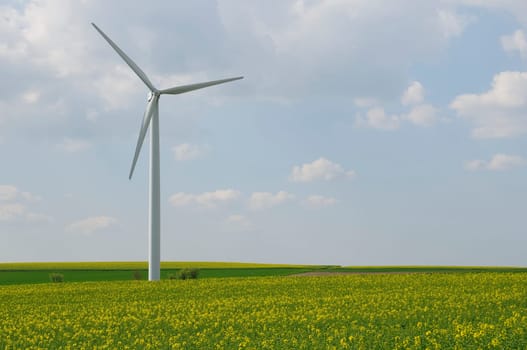 Energy rapeseed fields