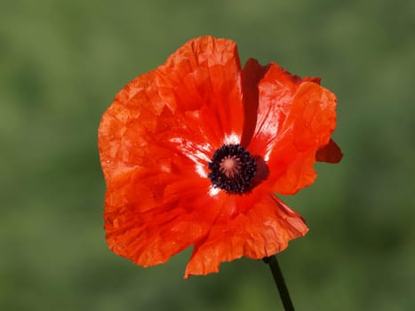 Garden poppy