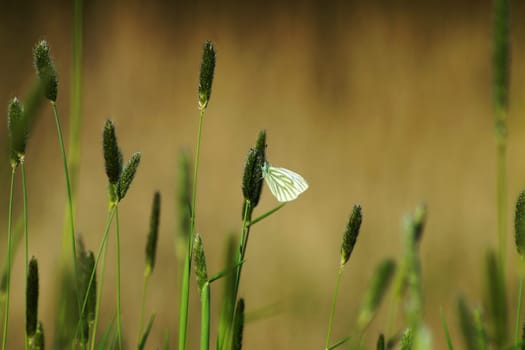 White butterfly in untouched nature