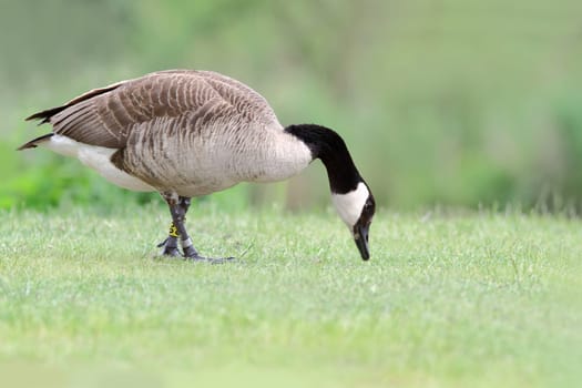 Branta Canadensis