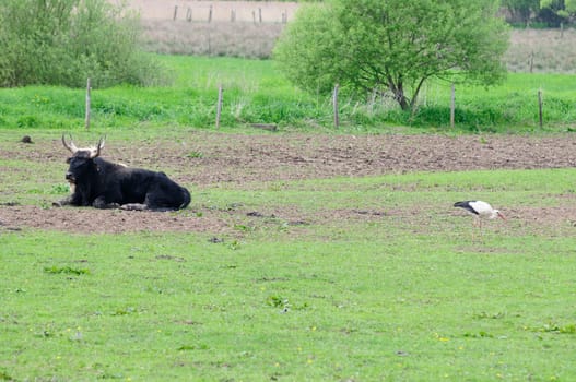 water buffalo