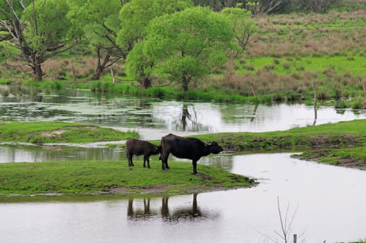 water buffalo
