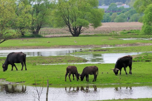 water buffalo