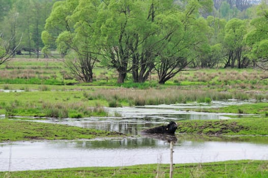 water buffalo