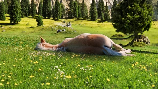 Sleeping Haflinger foal in Val di Villnös,South titol,Italy