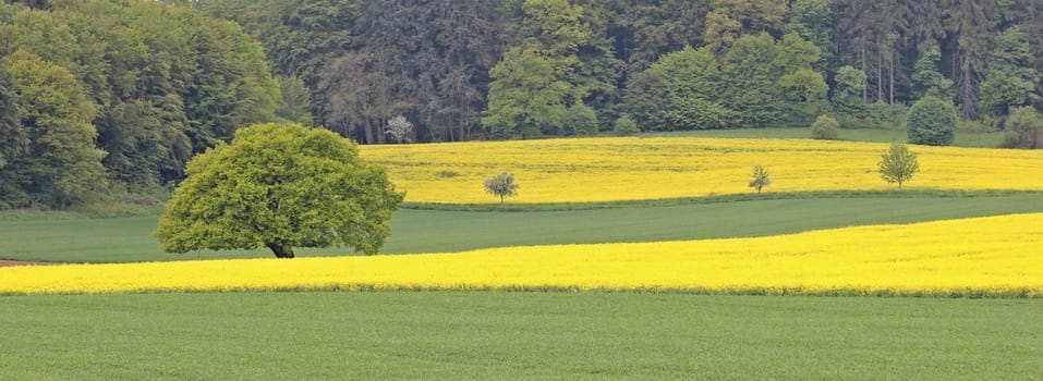 Old oak between flowering rapeseed fields