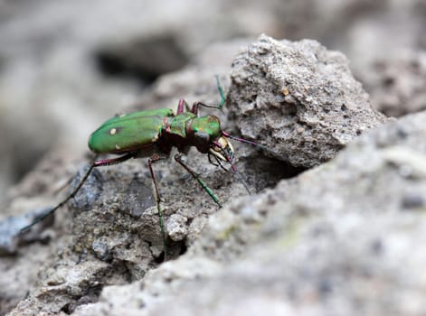 Sandpiper (Cicindela campestris)