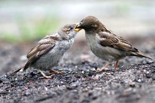Passer Domesticus - The Sparrow