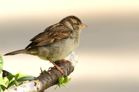 Passer Domesticus - The Sparrow