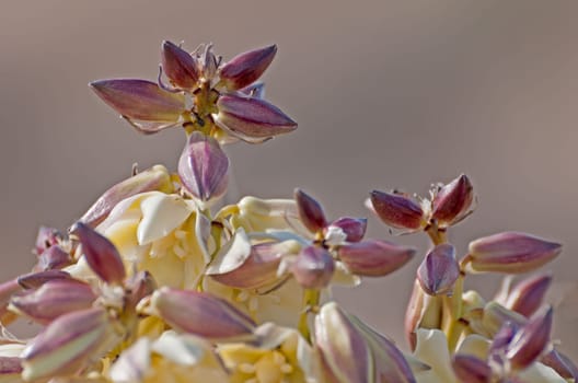 Yucca Flower