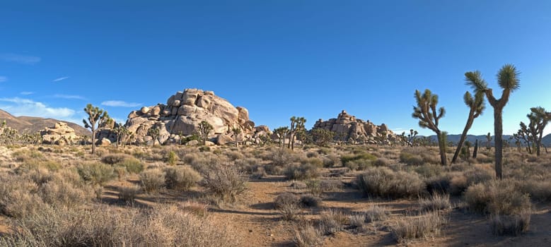 Joshua Tree NP