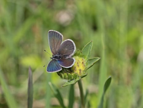 Dwarf Blue (Cupido minimus)