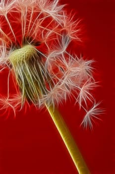 Dandelion