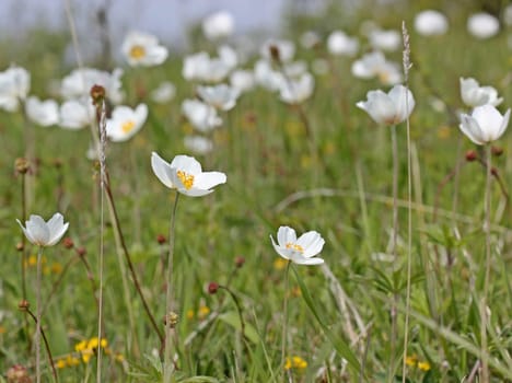 Anemone sylvestris on the Dörnberg