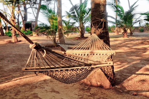 Horizontal color capture of a tropical garden landscape at a seaside resort of hammocks tied to coconut palms and fallen fruit. Location of shot Manori, Bombay India
