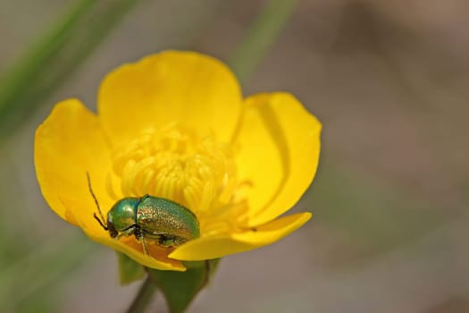 Silky drop beetle (Cryptocephalus sericeus) on buttercup flower