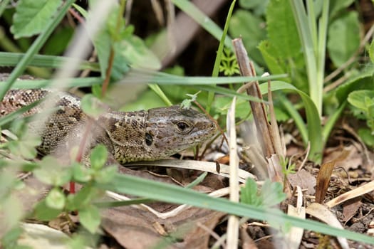 Female sand lizard (Lacerta agilis)