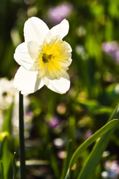 Daffodil with sunlight shining through the petals on early morning in spring with bokeh in background