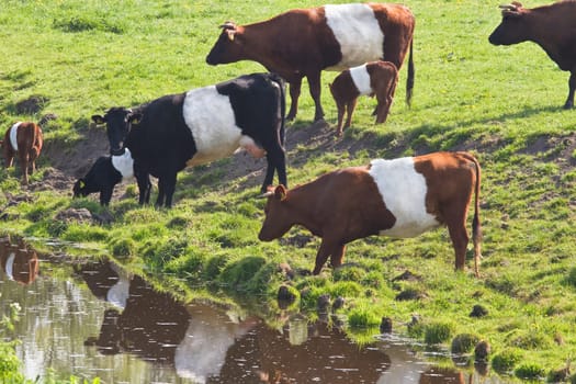 Dutch Belted or Lakenvelder cows - an old and rare breed of Dutch dairy cattle - with calves on field drinking water