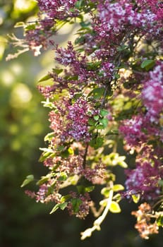 Background light from sunset on little pink Syringa microphyla flowers in the garden in spring