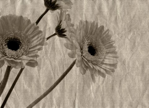 Grunge flowers