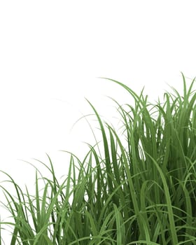 3D Render of Green Grass isolated on White