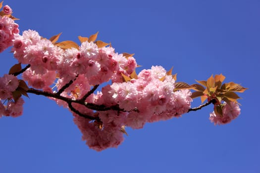a tree in spring with flowering pink flowers and the appearance of the pistil on a background of blue sky