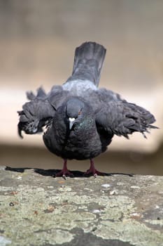 Feral pigeon