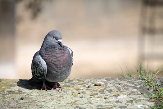 Feral pigeon