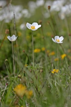 Anemone sylvestris on the Dörnberg