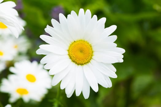 Marguerite,close-up of the flower in nature