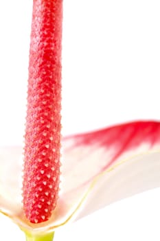 Flamingo blossom