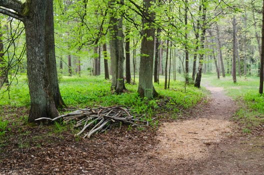 Footpath in a summer park