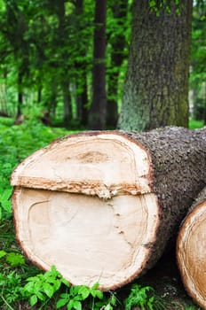 Stack of freshly cut trees in a forest