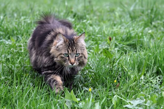 A young Norwegian cat hunting in the field