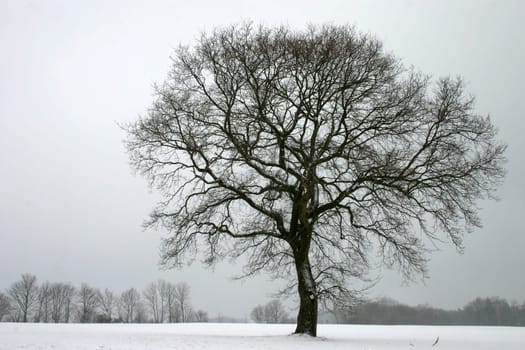 Pedunculate oak in winter