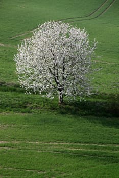 Cherry blossom in the Weser Uplands