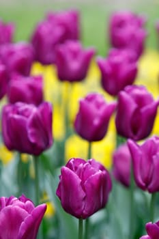 Purple tulips