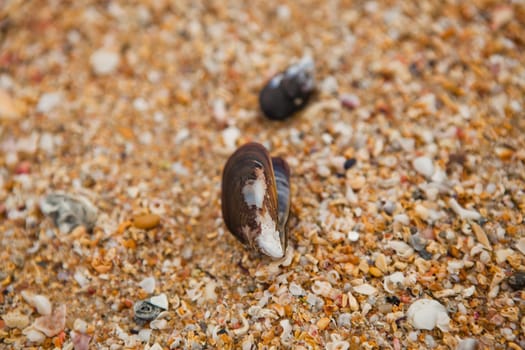 Closeup of shell on beach surround by many small shells