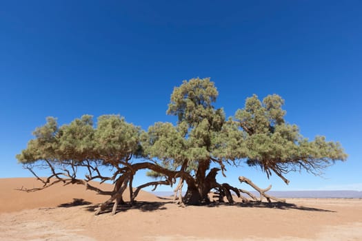 A single Tamarisk tree (Tamarix articulata) in the Sahara desert against clear blue sky.