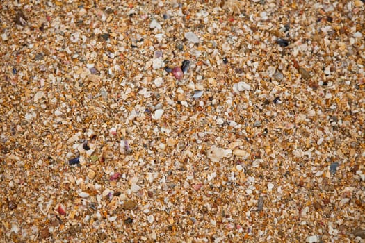 Background texture of closeup of sand and small shells on beach