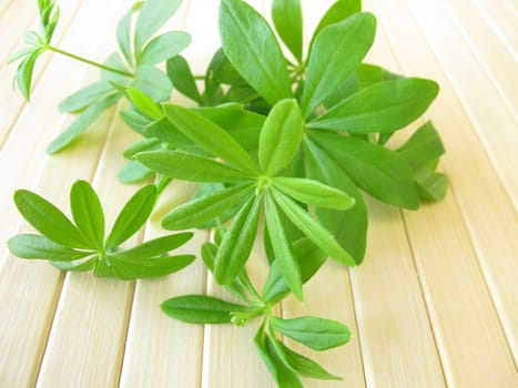 Freshly collected woodruff