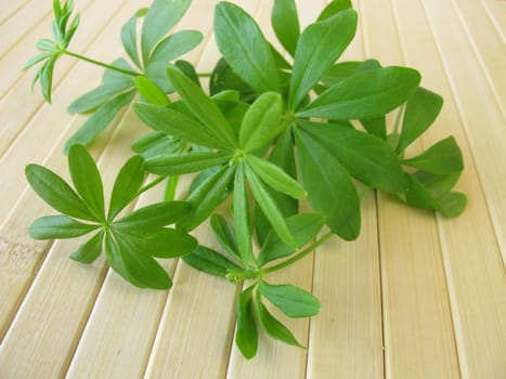 Freshly collected woodruff