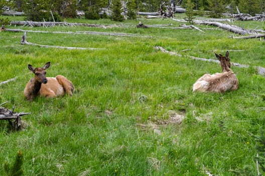 deer in Yellowstone National Park in Wyoming