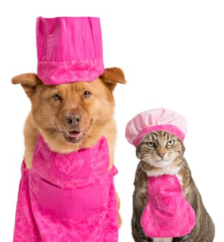 Dog and cat wearing chef hats and aprons.
