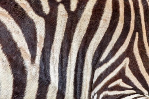 Old zebra - Close-up of zebra stripes and hair