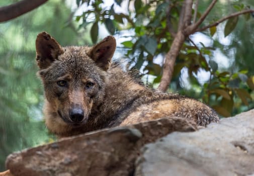 The wolf Canis lupus is a member of the mammalian order known as Carnivora