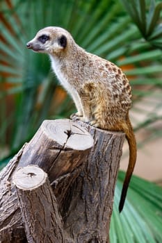 Meerkat, Meercat, (Surikate) standing upright as Sentry - Suricata suricatta